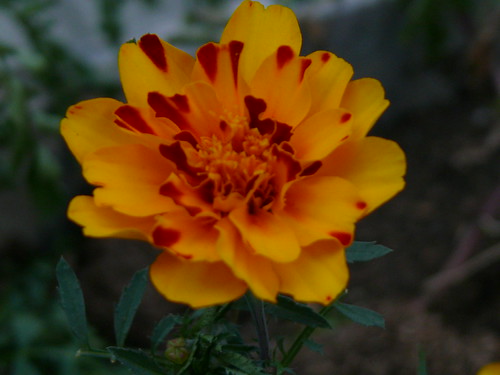 somwhere in shinjuku park | by optoergo