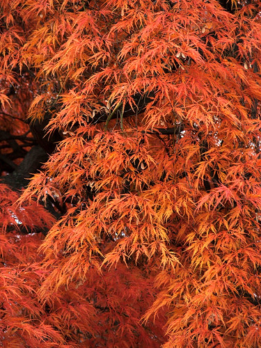 Japanese Maple 044 by spikeblacklab