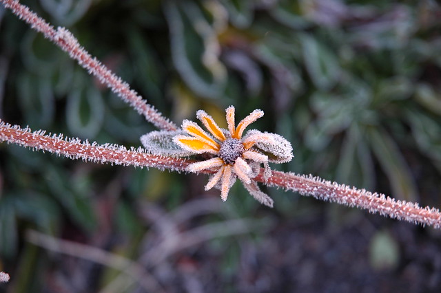 Frost (on Yellow)