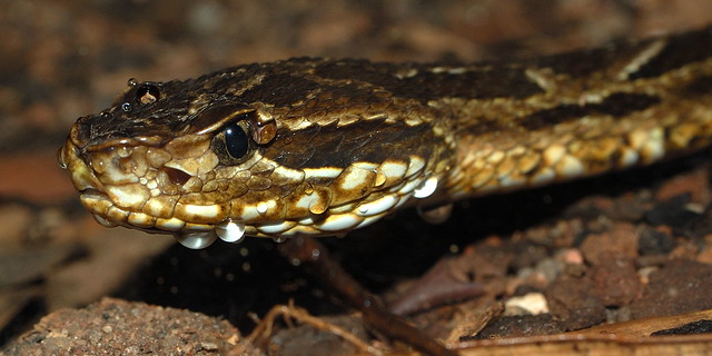 snake - Jararaca