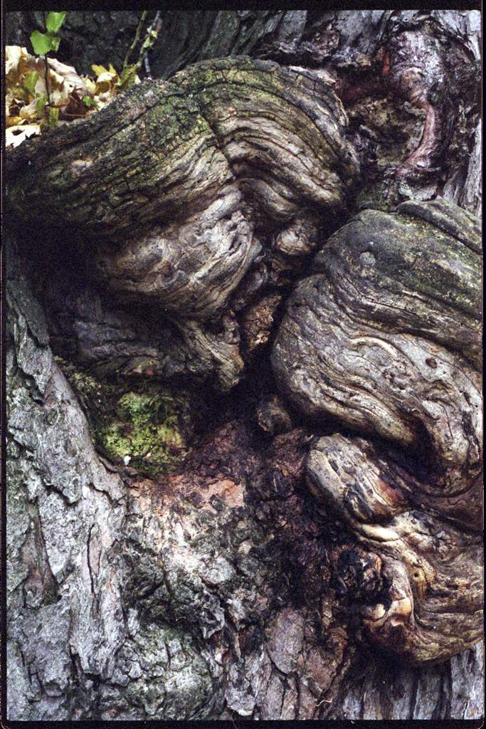 Gnarly Tree | This tree is about 5' in diameter and has many… | Flickr
