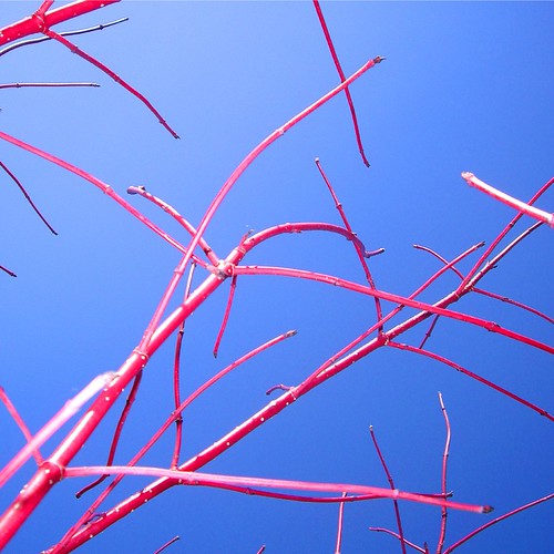 Red twigs | by PhotosByTomTom