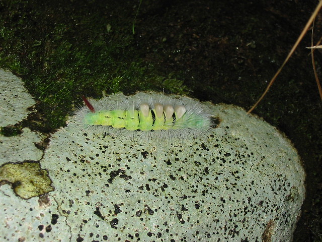 Pale Tussock Moth Caterpillar
