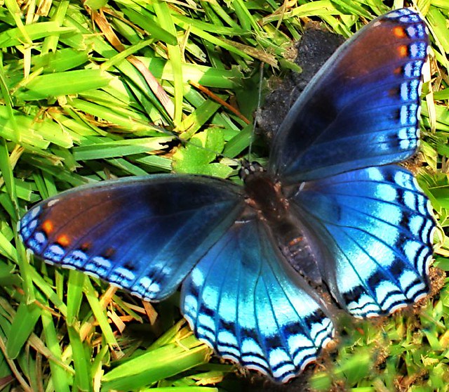 Blue Butterfly (Orton)