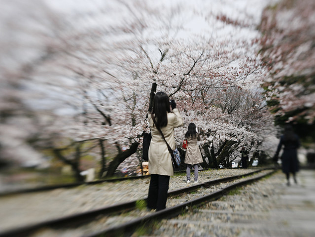 Cherry blossom - Kyoto