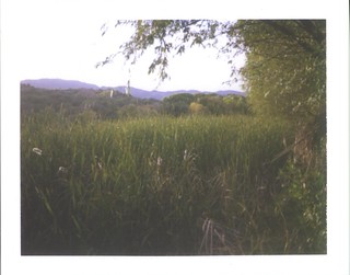 sunset reeds