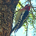 Flickr photo 'RED-BREASTED SAPSUCKER  (Sphyrapicus ruber)' by: Maggie.Smith.