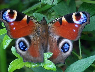 A tame peacock  butterfly | by Glockenblume