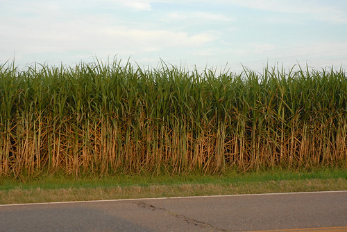 field louisiana sweet driveby sugarcane
