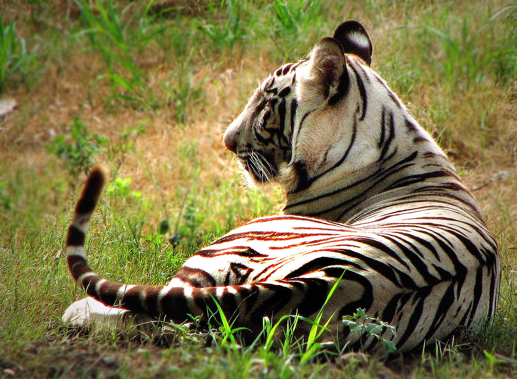 Полосатая шерсть. Тайгер или Бенгальская. Полосатый тигр. Белый полосатый тигр. Тигр полосы.