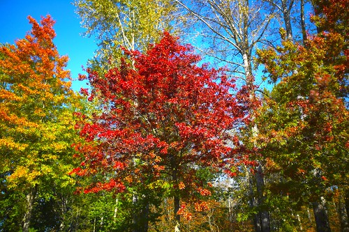 fall colors tree 3_HDR | Evergreen Photography | Flickr