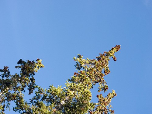 blue sky tree green pine tip