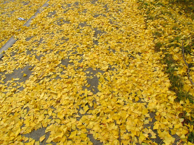 Fallen Leaves-Deogyusan National Park-South Korea