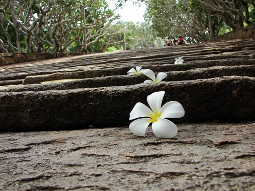 Flowery  steps | by Buddika Hettitantri