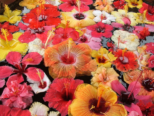 varieties of gumamela flower | a wishing well located in lol… | Flickr