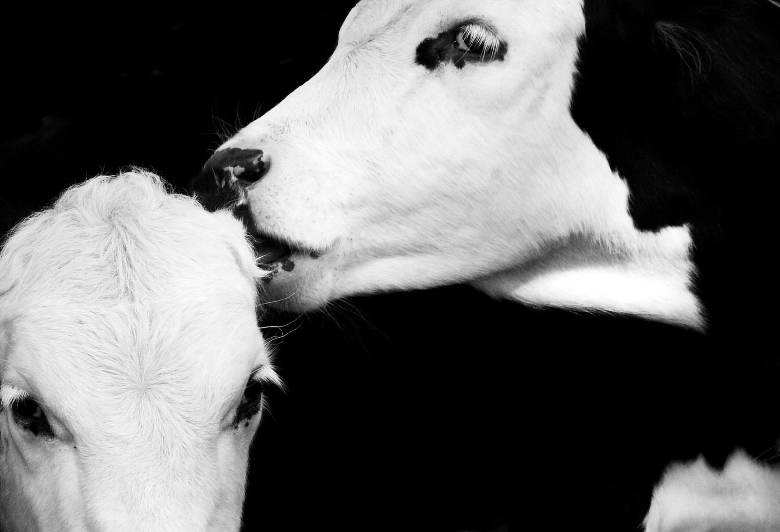 cows-flickr