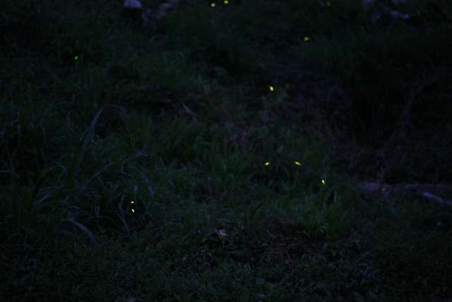 IMG_8759自從去年在苗栗只看到一兩隻螢火蟲很不甘心之後.JPG