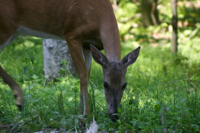 Deer at Camp Lakamaga
