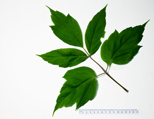 tree studio al pennsylvania boxelder elverson acernegundo h41 sapindaceae sapindales chesterco rb710
