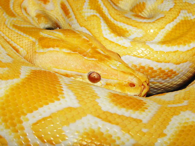 Burmese python 3