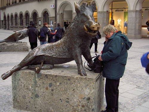 Eber mit Goldnase | by catlovers