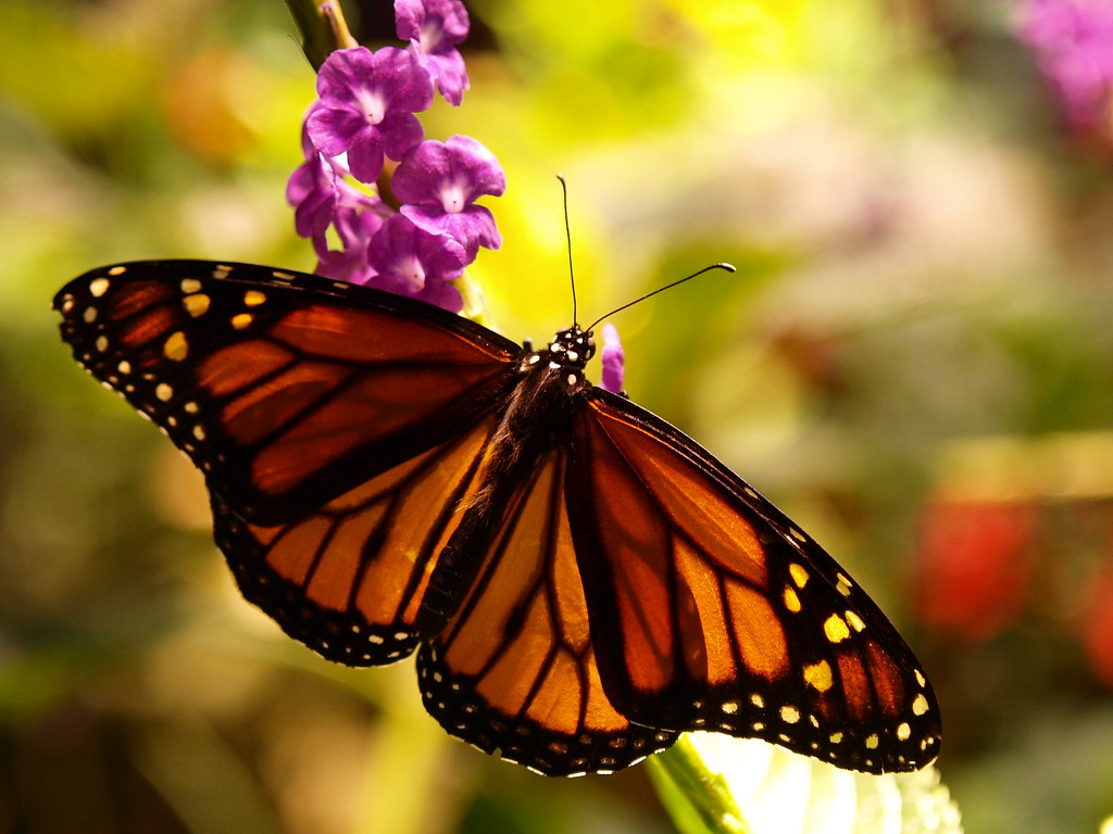 Butterfly 1 | German Noriega | Flickr