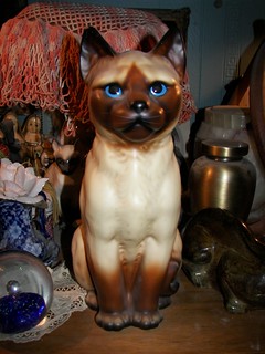 siamese kitten for sale