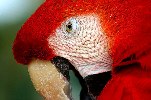 All sizes | Parrot | Flickr - Photo Sharing!