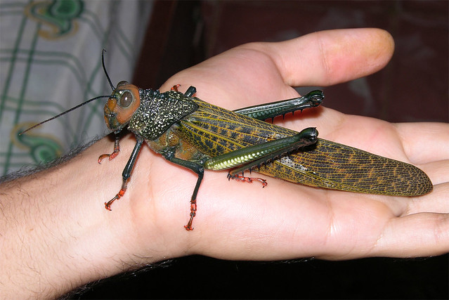 Giant grasshopper (Tropidacris cristata), Caribbean coast of Panama