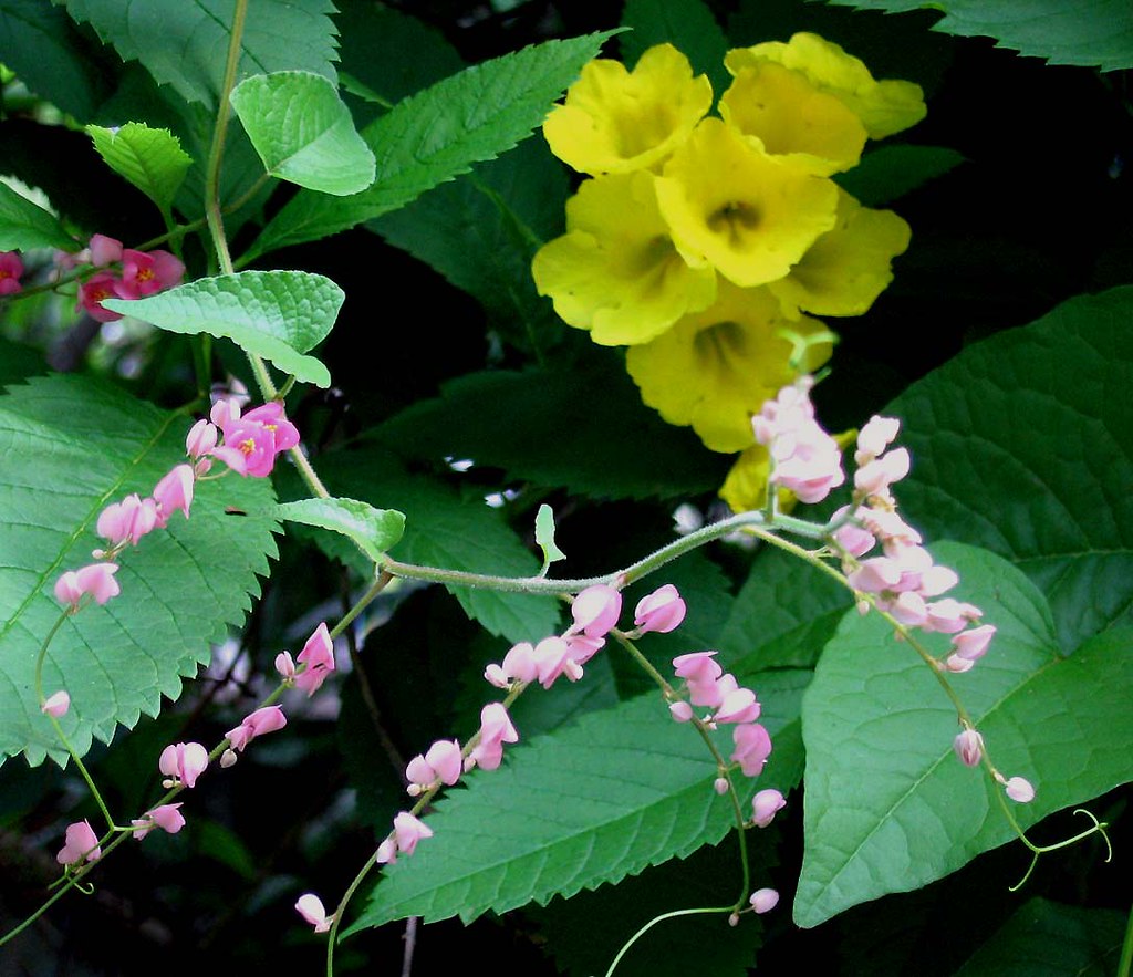 Yellow Flowers and Pink Ivy