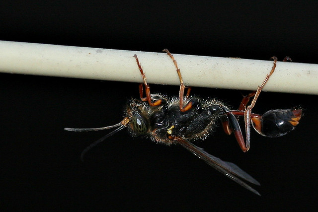 Wasp #1