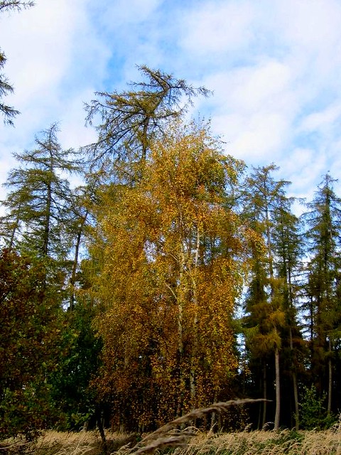 Birke mit Laerchen im Herbst
