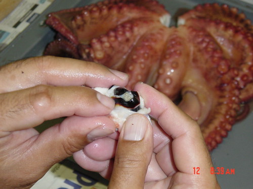 Sanford showed me how cut out the beak.  See the hole in the center of the legs? | by The Watanabe's