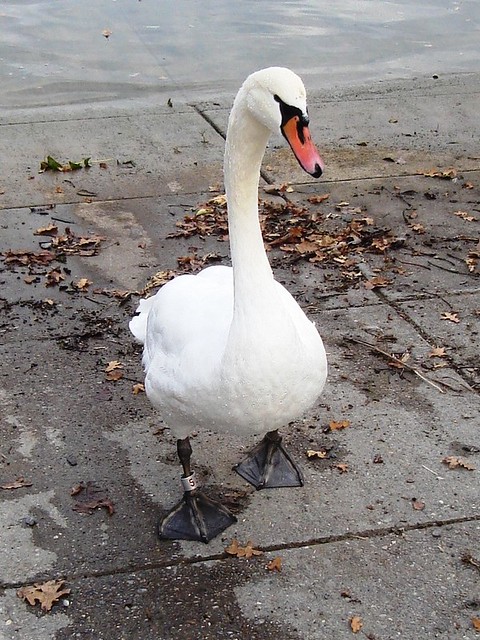 Swan (2)