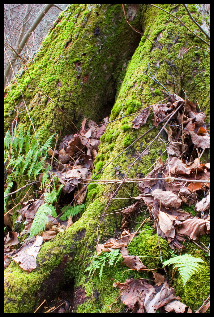 Mossy Old Tree | Other than a few errant ferns, moss is real… | Flickr