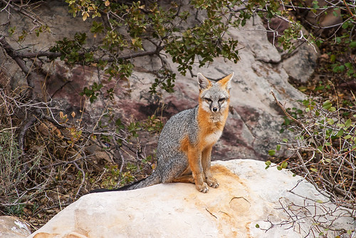 redrockcanyon las vegas red cute animal rock photography james furry wildlife nevada gray canyon fox phelps grayfox urocyoncinereoargenteus mandj98 virtualjourney virtualjourneygallery