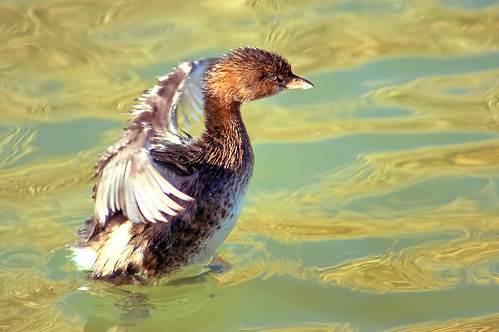 Post Dive Pied-Billed Grebe Shakeoff by Fort Photo