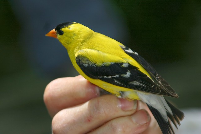 Bird banding at Warner Nature Center