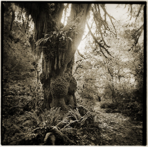 Old Hoh Tree by Arbor Lux