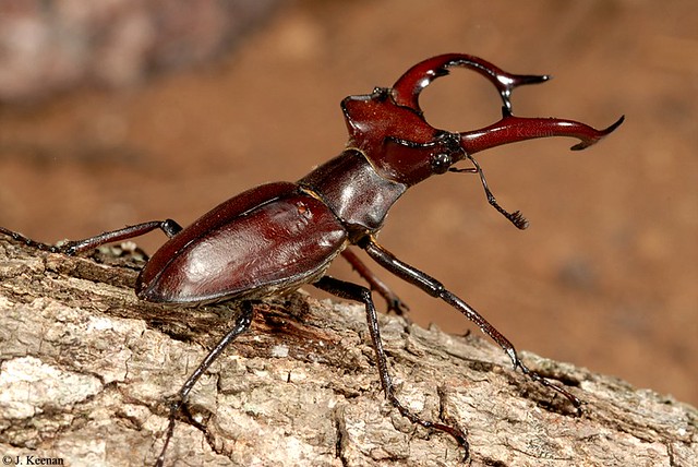 Giant Stag Beetle - Lucanus elephus