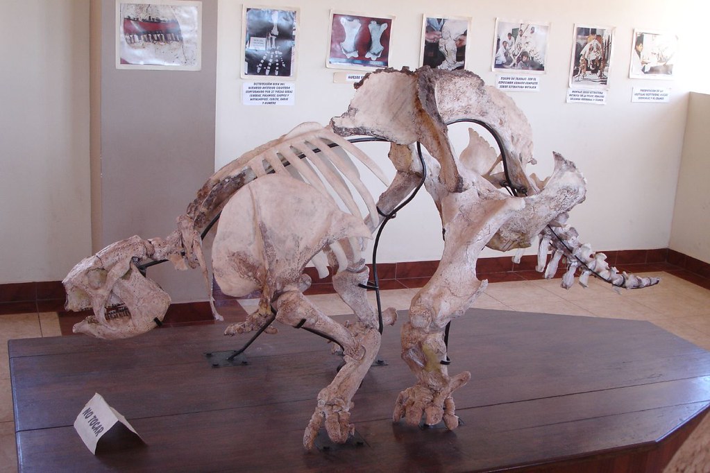 Glyptodon skeleton making use of available museum space at Pikillacta [bc0688=]