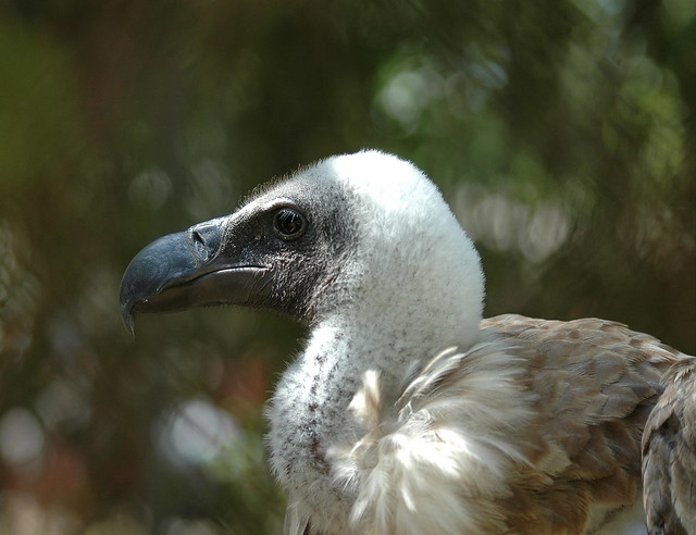 Gyps africanus - White-backed Vulture - Vautour à dos blanc -  19/07/05