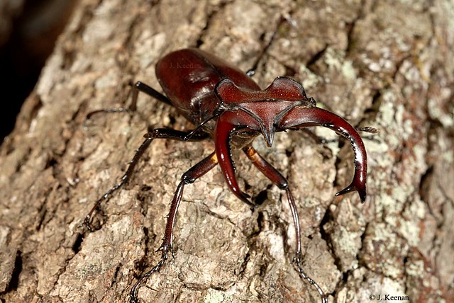 Giant Stag Beetle - Lucanus elephus