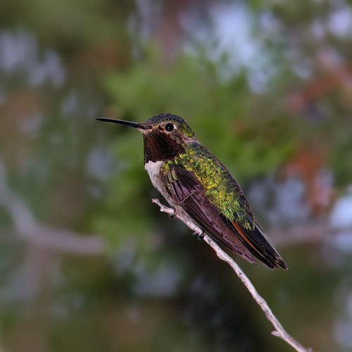 Broad-tailed Hummingbird Bokeh by Fort Photo