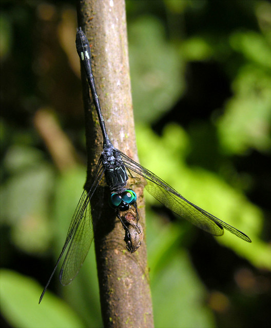 Blue-eyed dragonfly (Micrathyria sp) from Ecuador