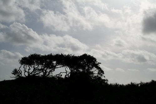 trees sky silhouette landscape