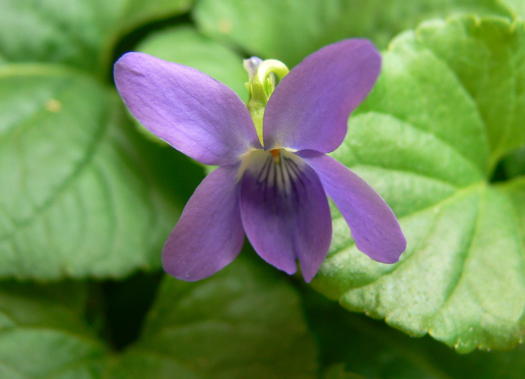 native violet | I have a carpet of these just behind my clot… | Flickr