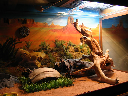 Set up bearded dragon cage