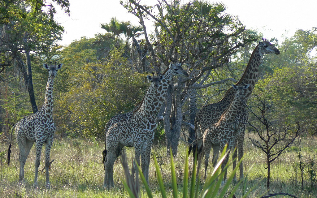 Giraffe at Saadani