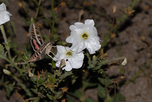 Hyles lineata and Petunia axillaris axillaris DSC_7740